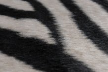 Kusový koberec Rodeo 200 zebra